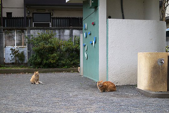街のねこたち
