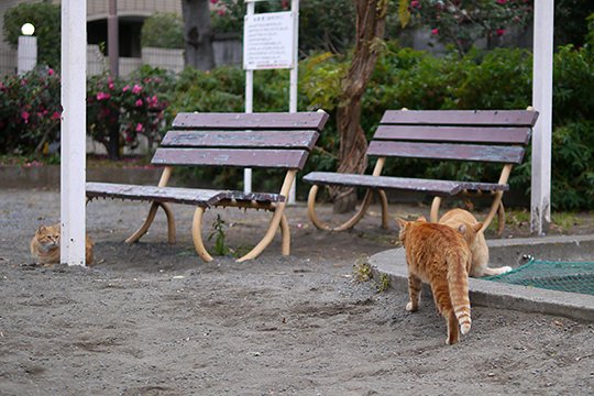 街のねこたち