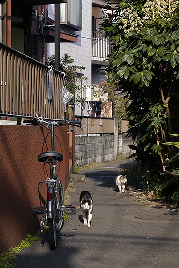 街のねこたち