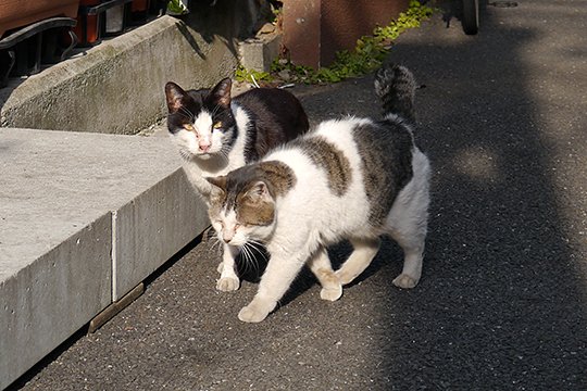 街のねこたち