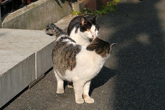 街のねこたち
