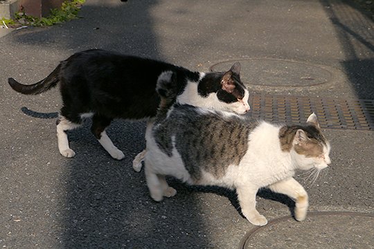 街のねこたち