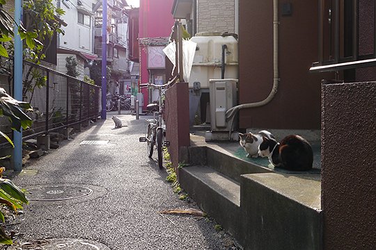 街のねこたち