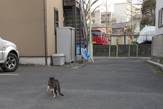 街のねこたち