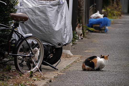 街のねこたち