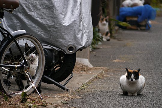 街のねこたち