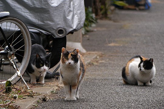 街のねこたち
