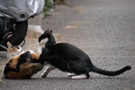 街のねこたち