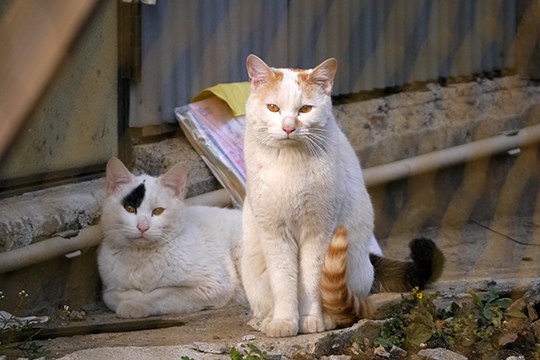 街のねこたち
