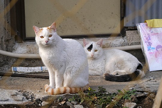 街のねこたち