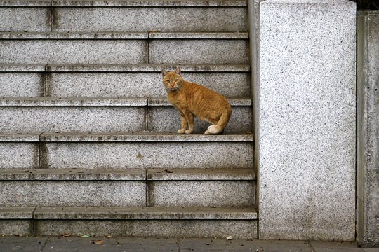 街のねこたち