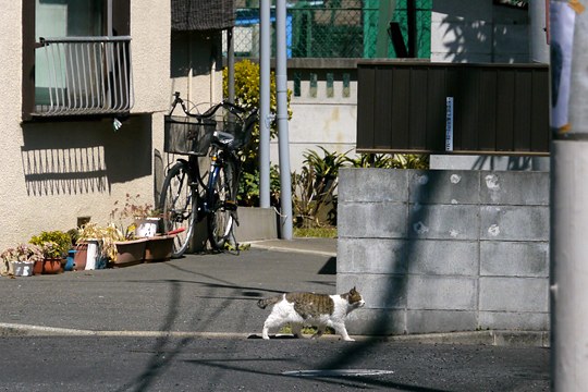 街のねこたち