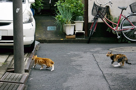 街のねこたち