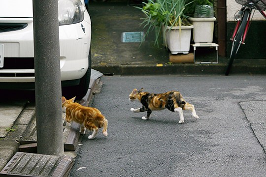 街のねこたち