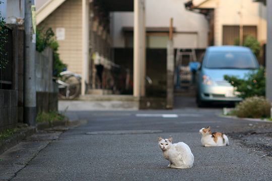 街のねこたち