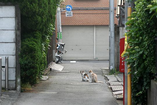 街のねこたち