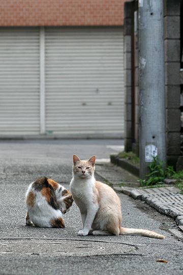 街のねこたち