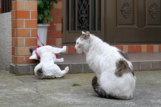 街のねこたち