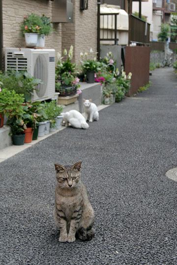 街のねこたち