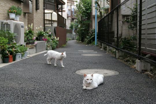 街のねこたち