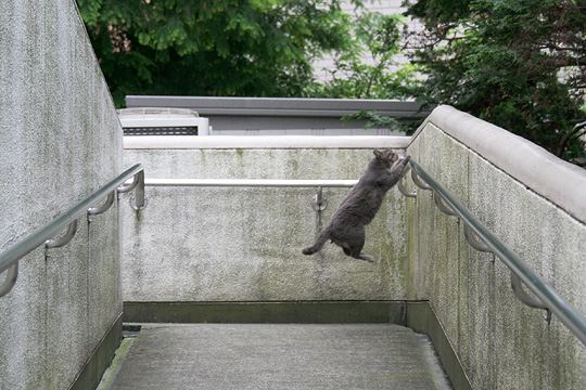 街のねこたち