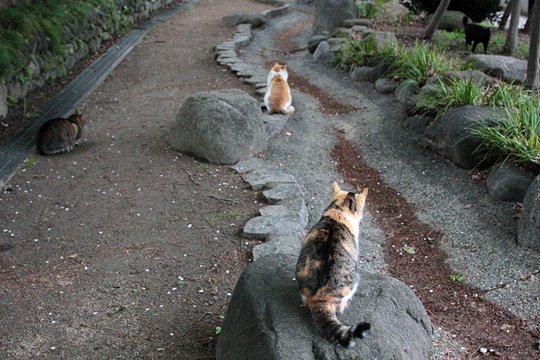 街のねこたち