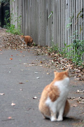 街のねこたち