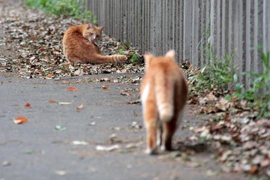 街のねこたち