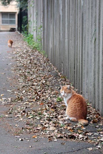 街のねこたち