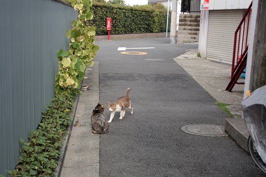 街のねこたち