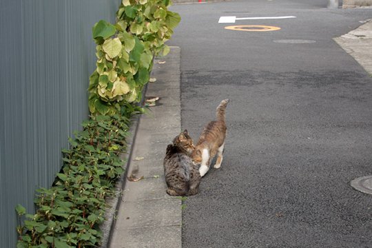 街のねこたち