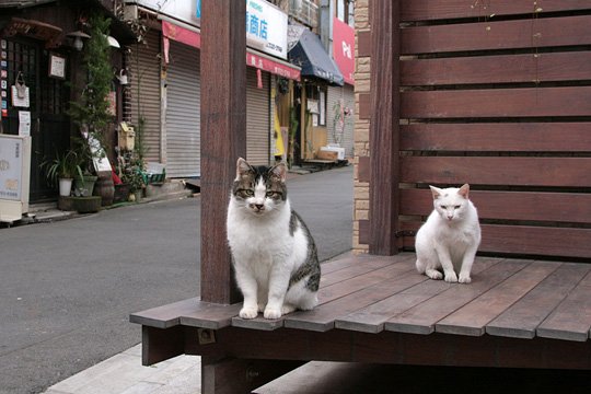 街のねこたち