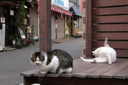 街のねこたち