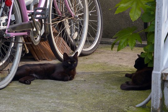 街のねこたち