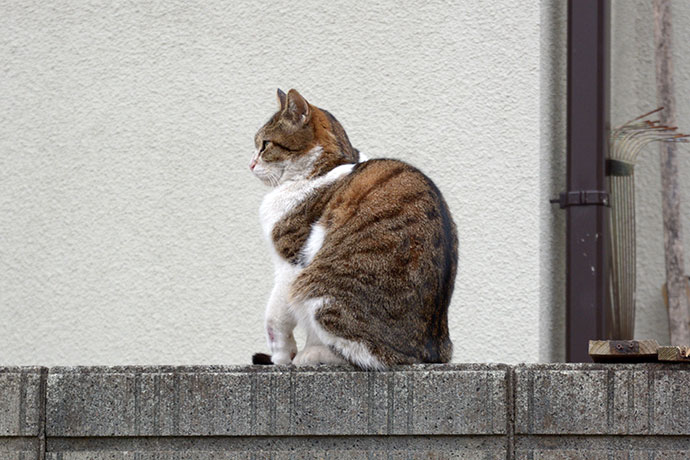 街のねこたち