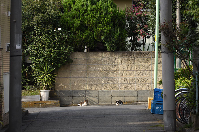 街のねこたち