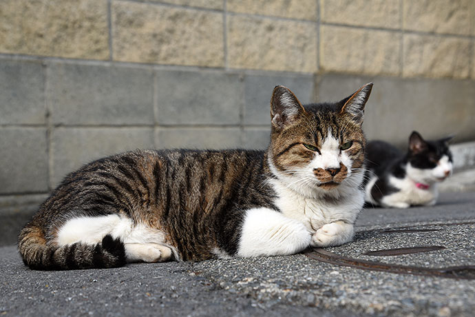 街のねこたち