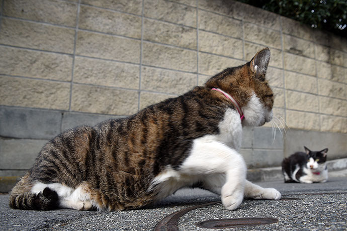 街のねこたち