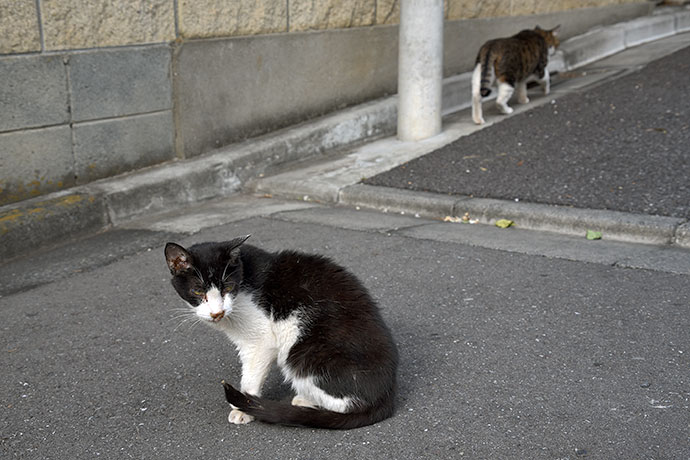 街のねこたち