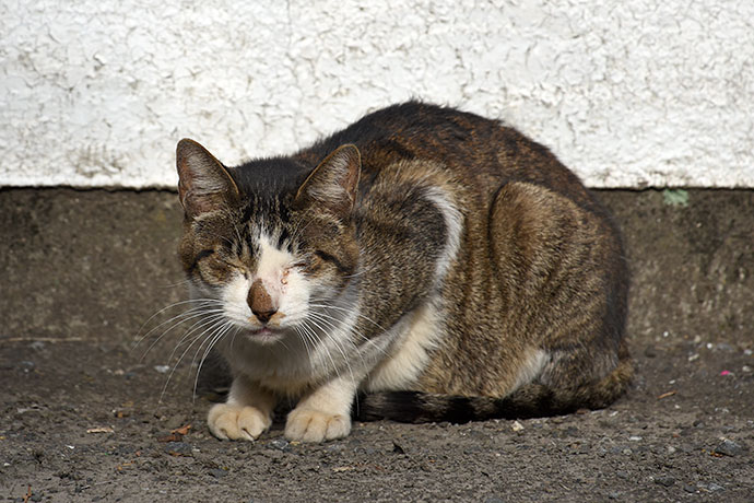 街のねこたち