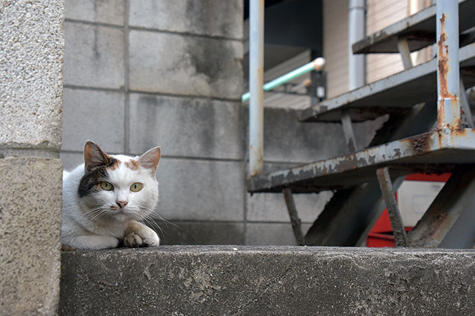 街のねこたち