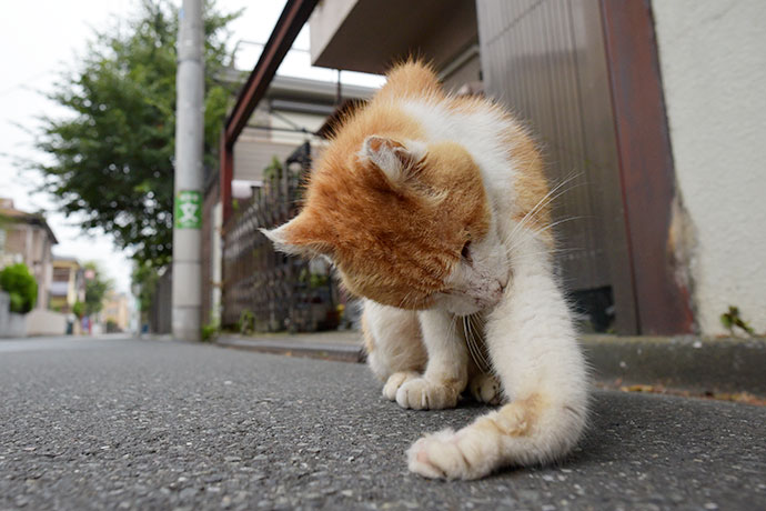 街のねこたち