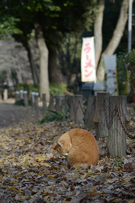 街のねこたち