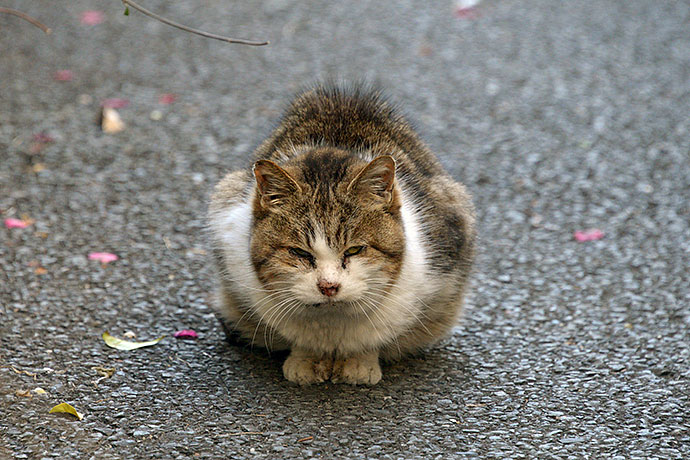 街のねこたち