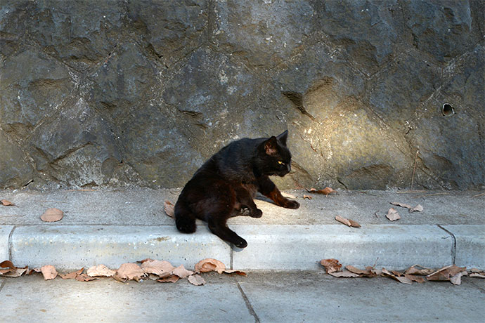 街のねこたち