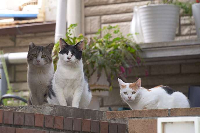 街のねこたち