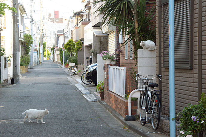 街のねこたち