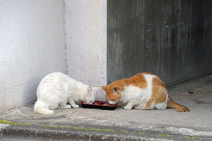 街のねこたち