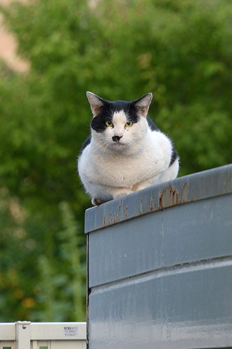 街のねこたち