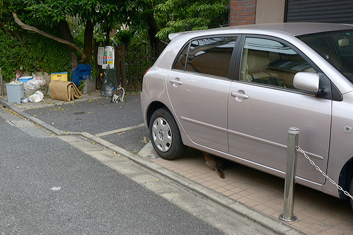 街のねこたち